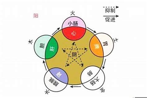 大象五行属什么|请问大象的五行属什么？